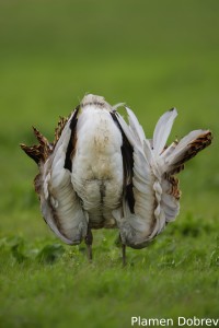 Great Bustard