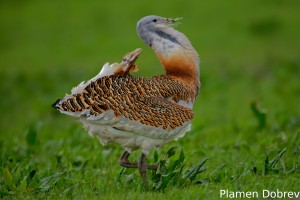 Great Bustard