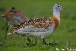 Great Bustard