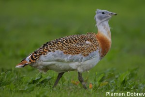 Great Bustard
