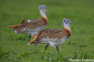 Great Bustard