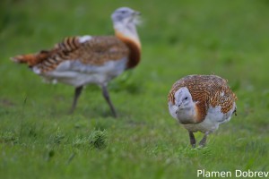 Great Bustard