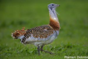 Great Bustard