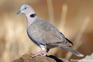 African Mourning Dove