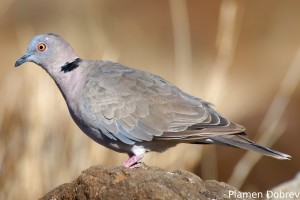 African Mourning Dove