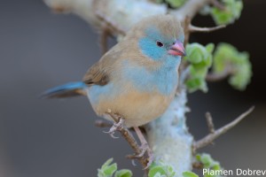 Blue-capped Cordon-Bleu