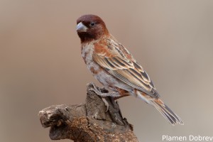 Chestnut Sparrow