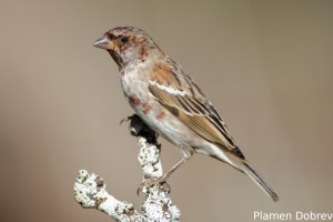 Chestnut Sparrow