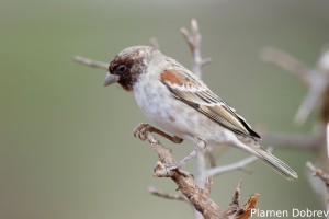 Chestnut Sparrow