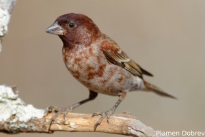 Chestnut Sparrow