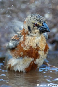 Chestnut Weaver