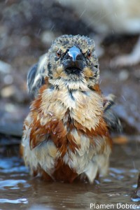 Chestnut Weaver