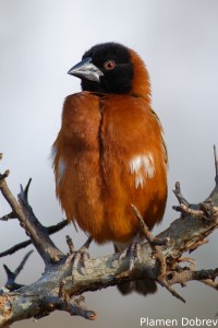 Chestnut Weaver