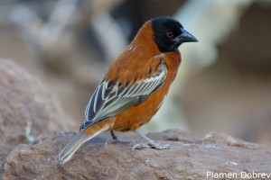 Chestnut Weaver