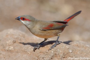 Crimson-Rumped Waxbill