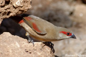 Crimson-Rumped Waxbill