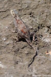 Red-Headed Agama Lizard