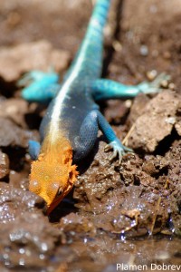 Red-Headed Agama Lizard