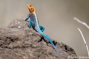 Red-Headed Agama Lizard