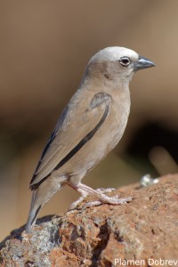 Grey-Capped Social Weaver