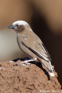 Grey-Capped Social Weaver