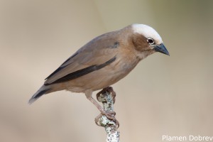 Grey-Capped Social Weaver