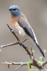 Grey-Headed Silverbill