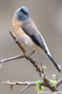 Grey-Headed Silverbill