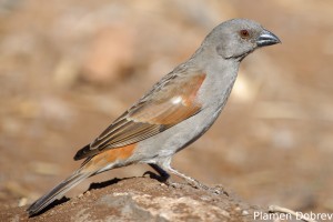 Grey-Headed Sparrow