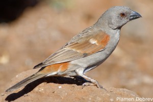 Grey-Headed Sparrow