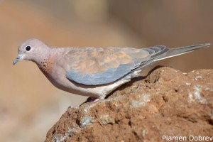 Laughing Dove