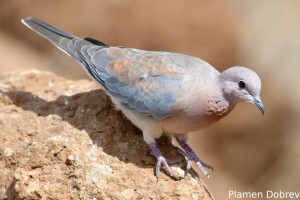 Laughing Dove