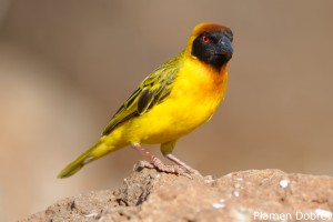 Vitelline Masked Weaver