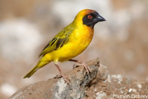 Vitelline Masked Weaver