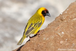 Vitelline Masked Weaver