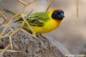 Vitelline Masked Weaver