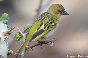 Vitelline Masked Weaver