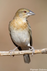 Chestnut Weaver