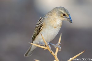 Chestnut Weaver