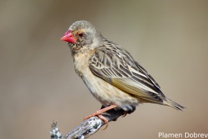Red-Billed Quelea