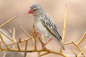 Red-Billed Quelea