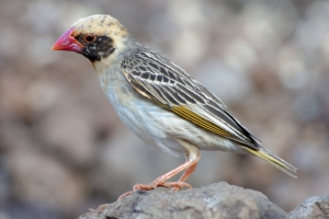 Red-Billed Quelea