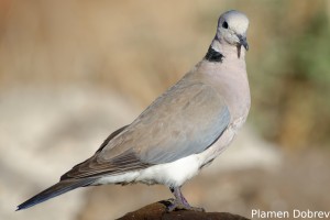Ring-Necked Dove