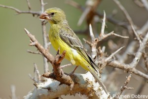 Southern Grosbeak Canary