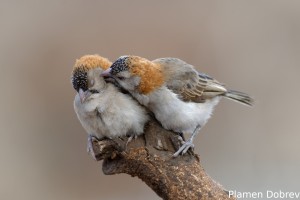 Speckle-Fronted Weaver