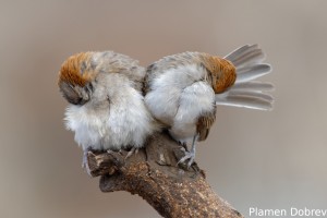 Speckle-Fronted Weaver