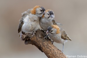 Speckle-Fronted Weaver