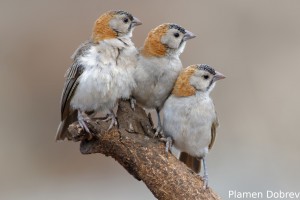 Speckle-Fronted Weaver