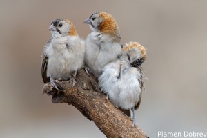 Speckle-Fronted Weaver