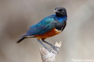 Superb Starling